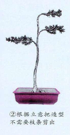 图解 悬崖式松柏盆景怎么制作的4个过程