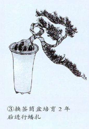 图解 悬崖式松柏盆景怎么制作的4个过程