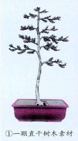 图解 悬崖式松柏盆景怎么制作的4个过程