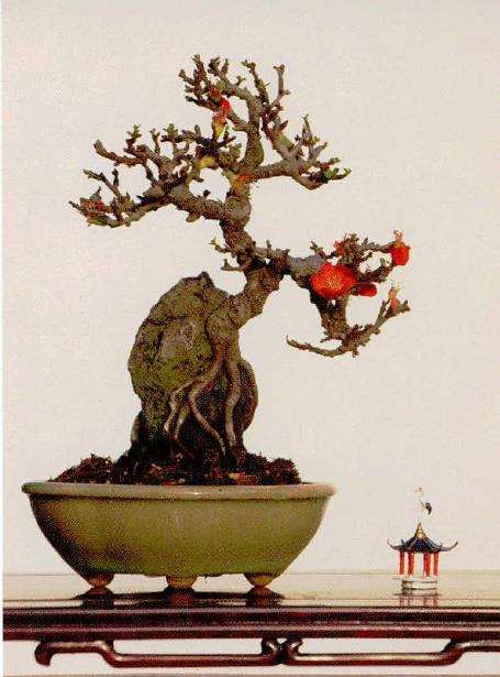 海派盆景的2个风格与特色