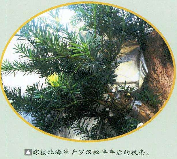 罗汉松树桩盆景怎么嫁接与蟠扎枝托的5个步骤