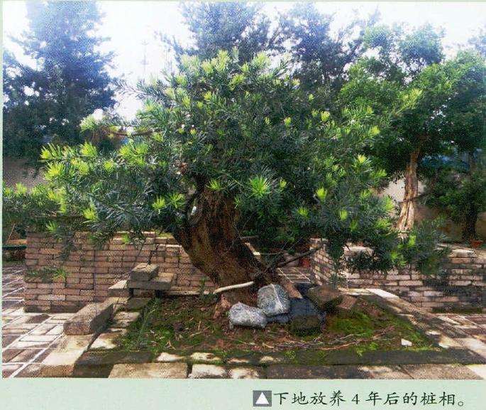 罗汉松树桩盆景怎么嫁接与蟠扎枝托的5个步骤