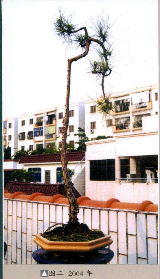 图解 韩学年怎么制作山松盆景的7个步骤