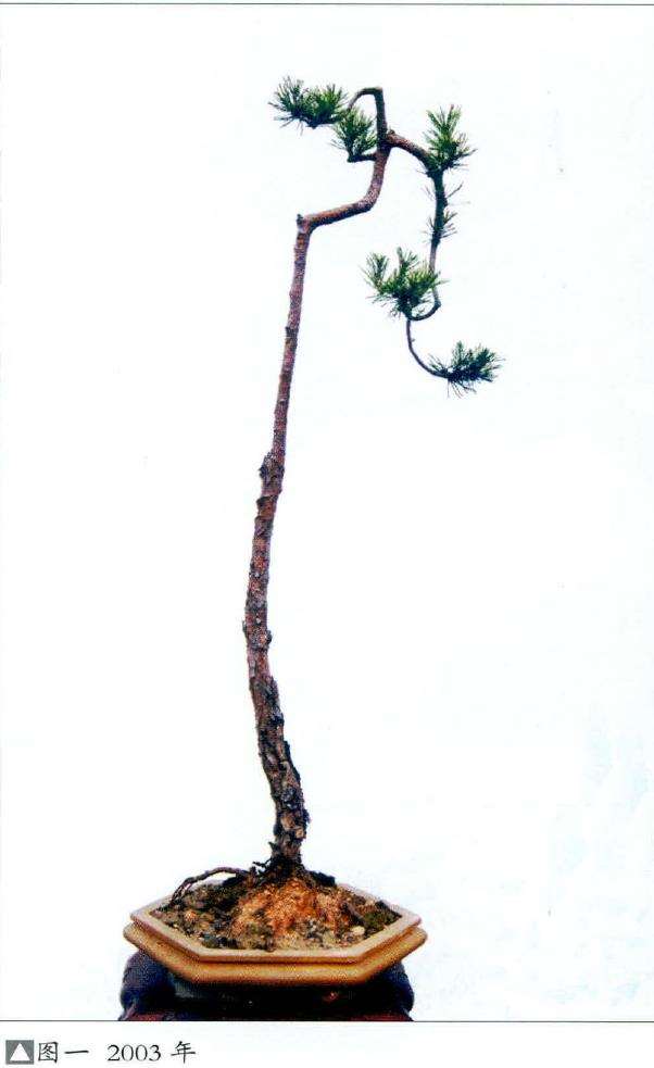 图解 韩学年怎么制作山松盆景的7个步骤