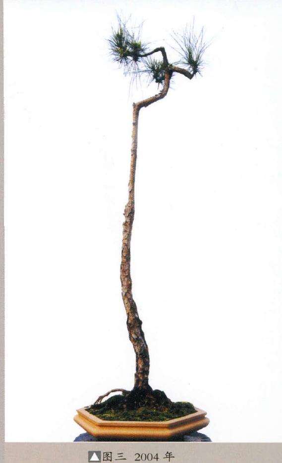 图解 韩学年怎么制作山松盆景的7个步骤