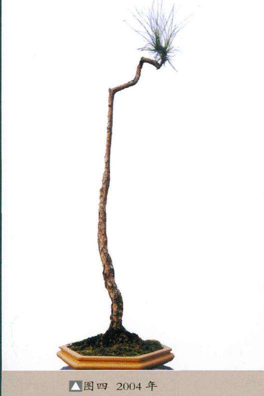 图解 韩学年怎么制作山松盆景的7个步骤