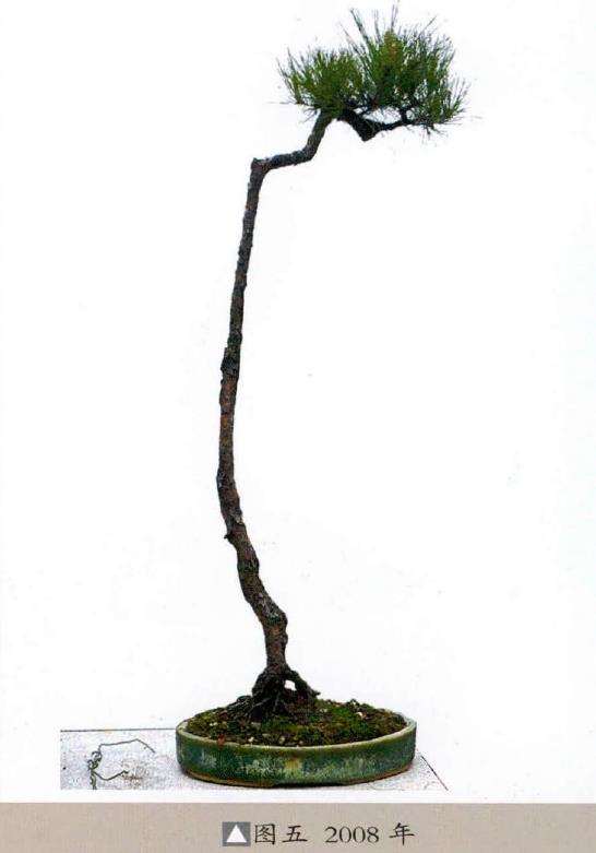 图解 韩学年怎么制作山松盆景的7个步骤