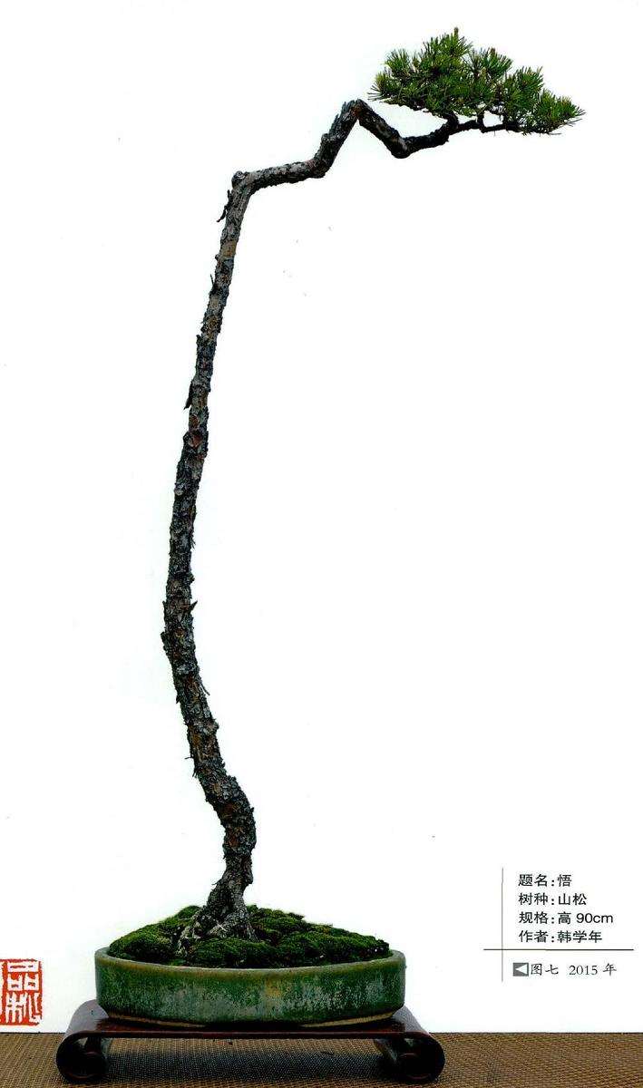 图解 韩学年怎么制作山松盆景的7个步骤