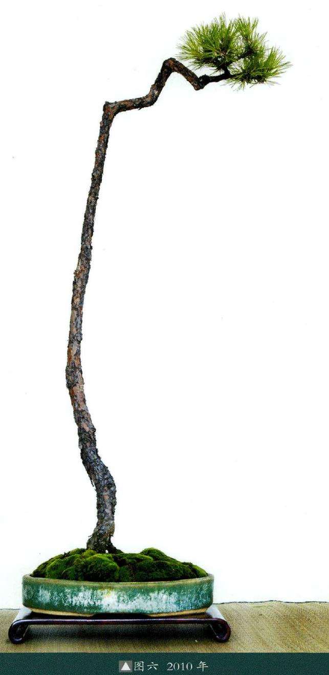 图解 韩学年怎么制作山松盆景的7个步骤