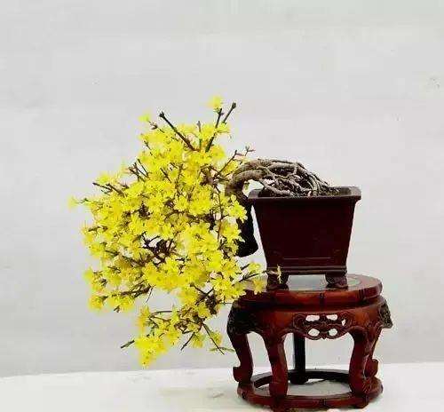 迎春花盆景怎么修剪的5个技巧