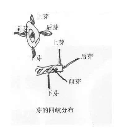图解 曾宪烨谈盆景枝线的三维空间表现