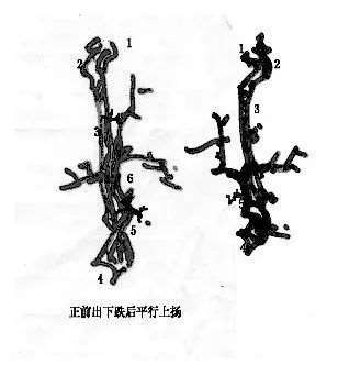 图解 曾宪烨谈盆景枝线的三维空间表现