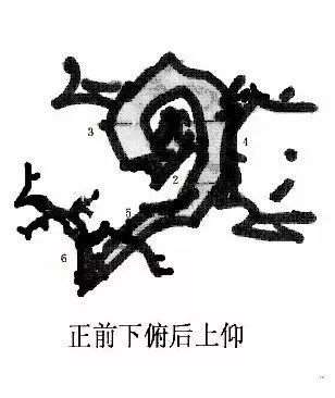 图解 曾宪烨谈盆景枝线的三维空间表现