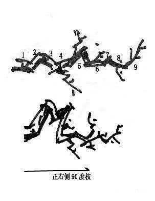 图解 曾宪烨谈盆景枝线的三维空间表现