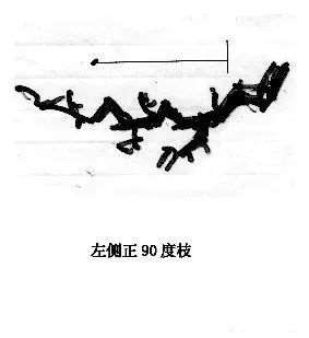 图解 曾宪烨谈盆景枝线的三维空间表现