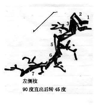 图解 曾宪烨谈盆景枝线的三维空间表现