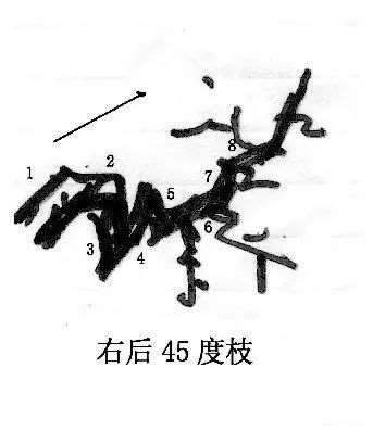 图解 曾宪烨谈盆景枝线的三维空间表现