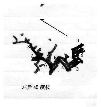 图解 曾宪烨谈盆景枝线的三维空间表现