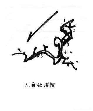 图解 曾宪烨谈盆景枝线的三维空间表现