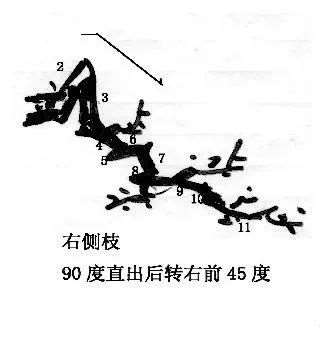 图解 曾宪烨谈盆景枝线的三维空间表现
