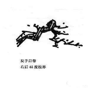 图解 曾宪烨谈盆景枝线的三维空间表现