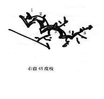 图解 曾宪烨谈盆景枝线的三维空间表现