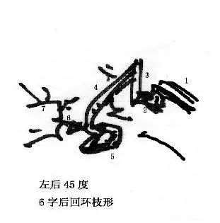 图解 曾宪烨谈盆景枝线的三维空间表现