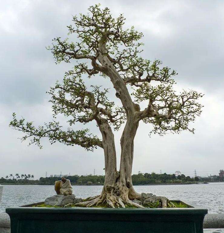 从金陵盆景艺术风格特点谈盆景创作中的主从关系