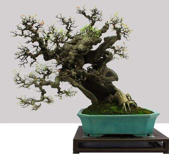 从金陵盆景艺术风格特点谈盆景创作中的主从关系