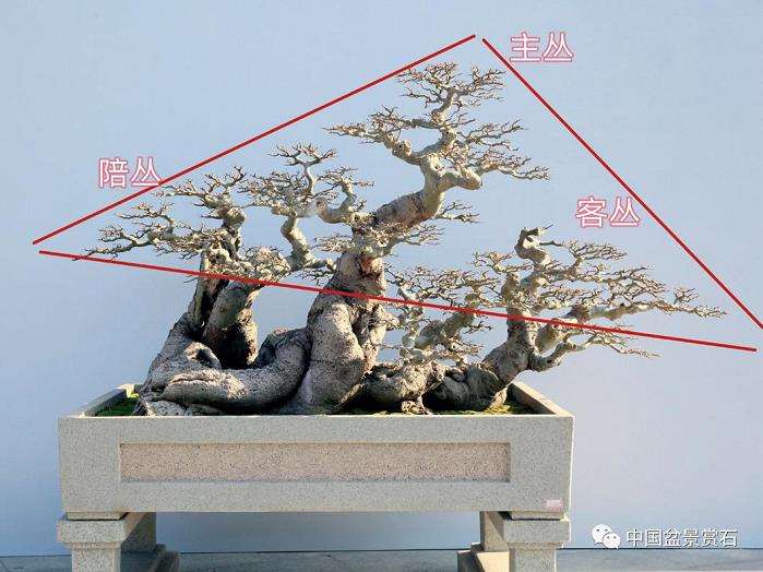 林伟栈谈怎么制作朴树盆景的3个步骤