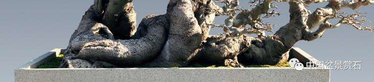 林伟栈谈怎么制作朴树盆景的3个步骤