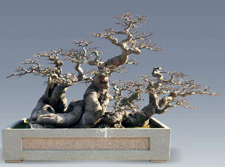 林伟栈谈怎么制作朴树盆景的3个步骤