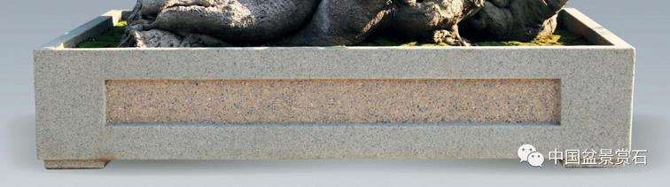 林伟栈谈怎么制作朴树盆景的3个步骤