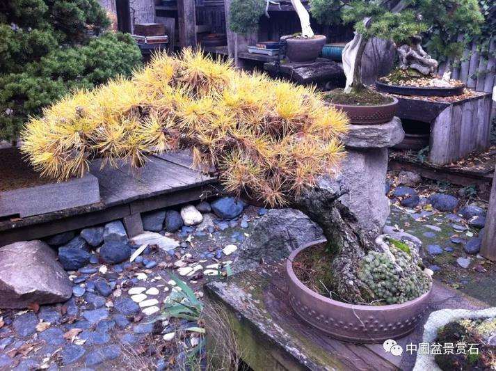 图解 老外怎么制作落叶松舍利干盆景的方法
