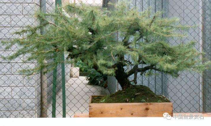 图解 老外怎么制作落叶松舍利干盆景的方法