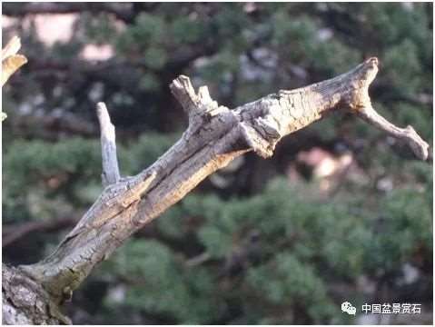 图解 老外怎么制作落叶松舍利干盆景的方法
