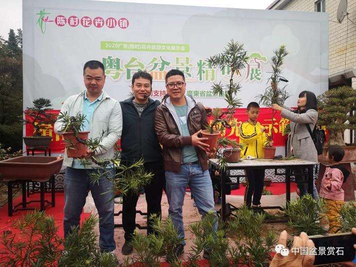 广东省盆景协会常务副秘书长 陈家劲