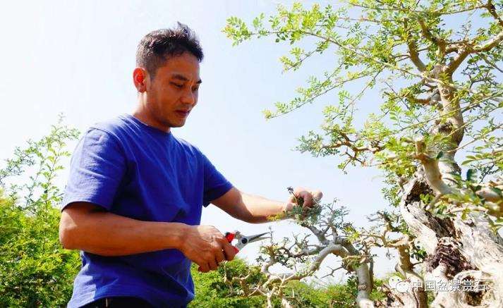 广东省盆景协会常务副秘书长 陈家劲