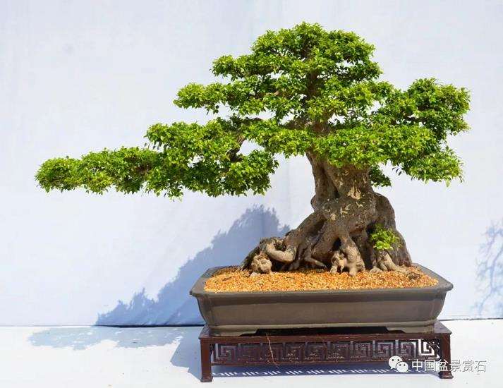 广东省盆景协会常务副秘书长 陈家劲