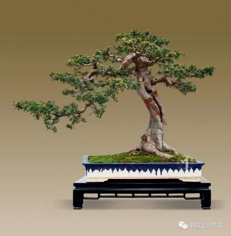 广东省盆景协会常务副秘书长 陈家劲