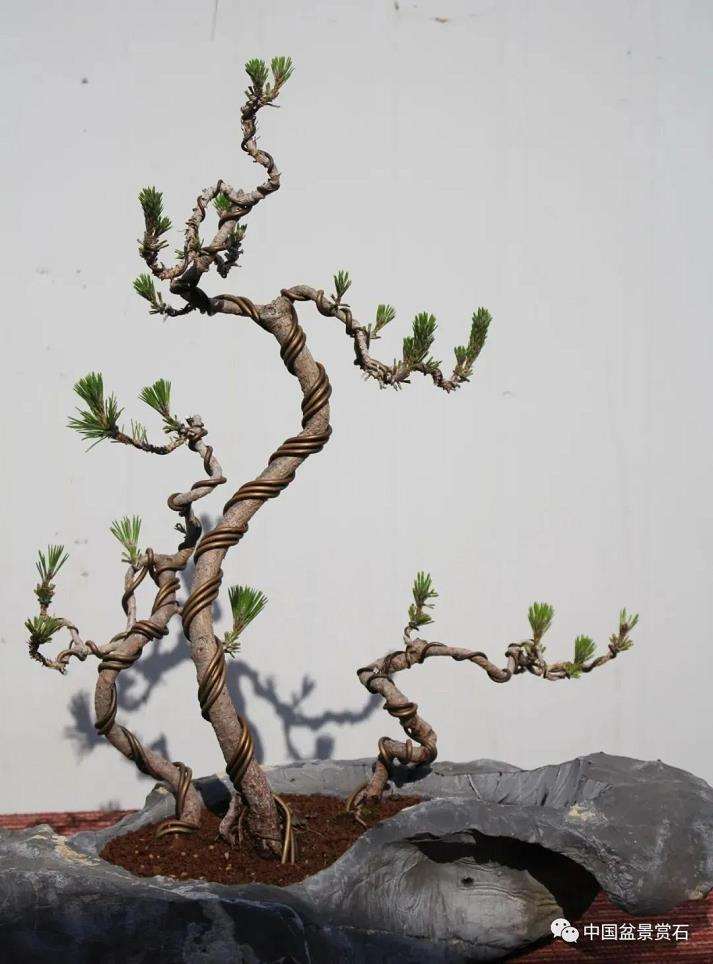 盆景艺术中的技与道是指什么 图片