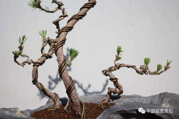 盆景艺术中的技与道是指什么 图片