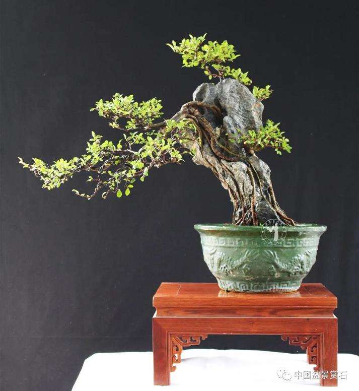 盆景艺术中的技与道是指什么 图片