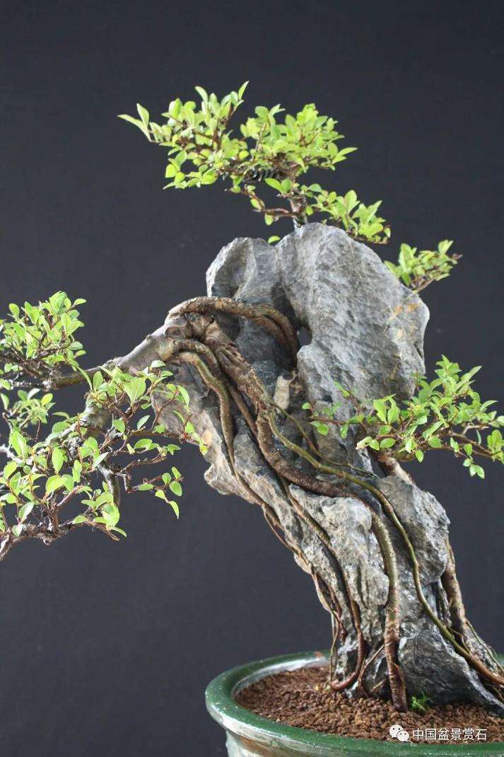 盆景艺术中的技与道是指什么 图片