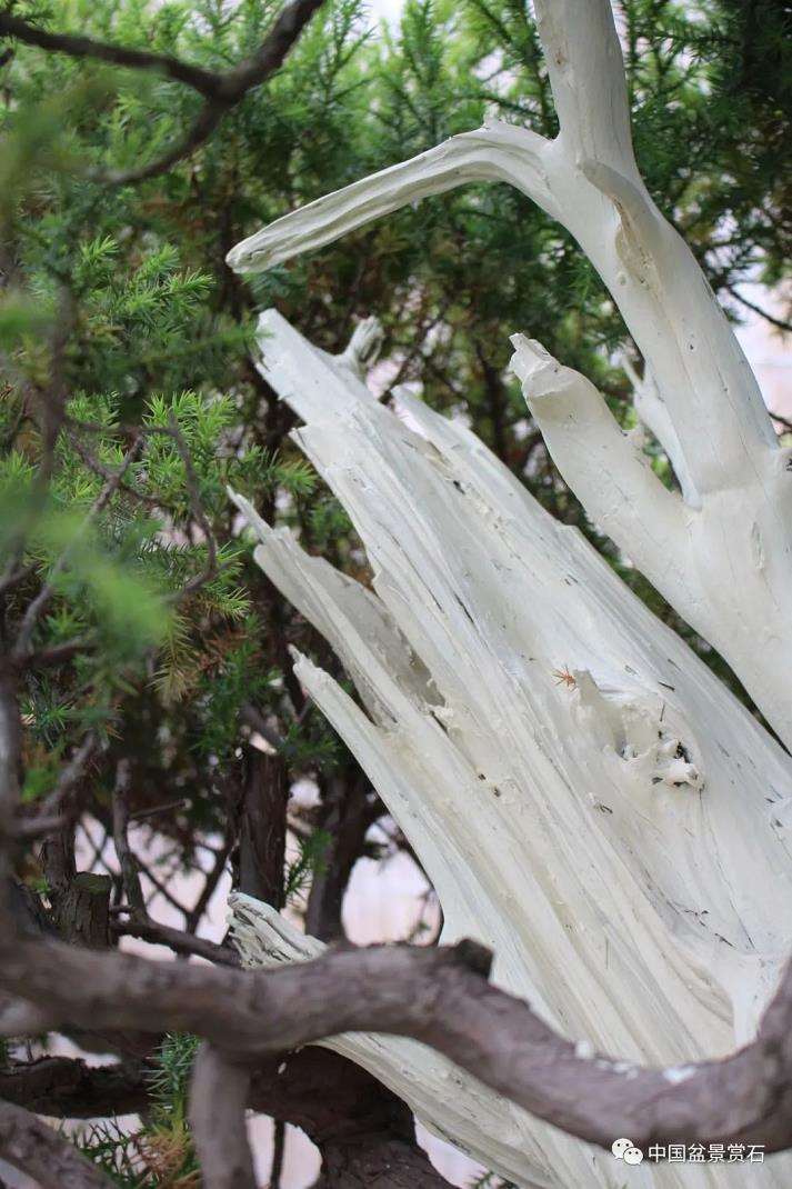 盆景艺术中的技与道是指什么 图片