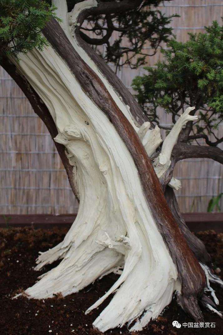 盆景艺术中的技与道是指什么 图片