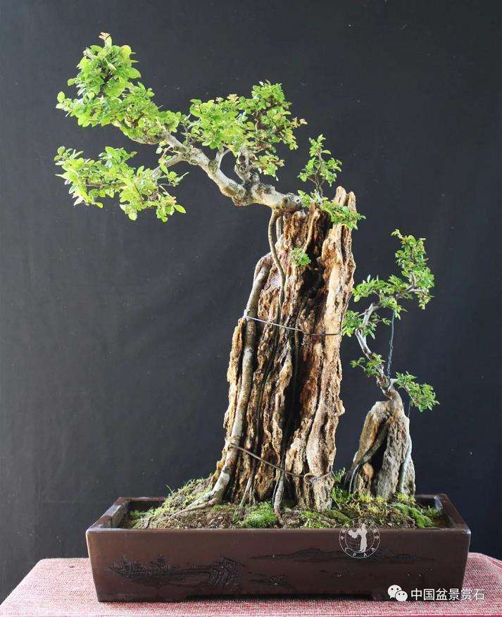 盆景艺术中的技与道是指什么 图片