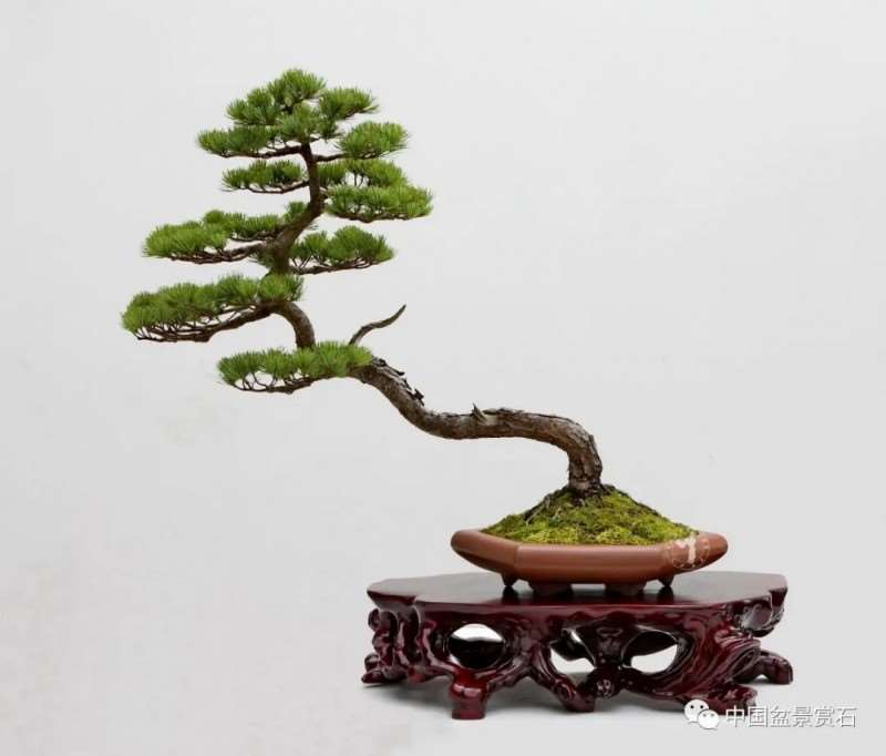 为什么中国尚未得到盆景创始国应有的地位