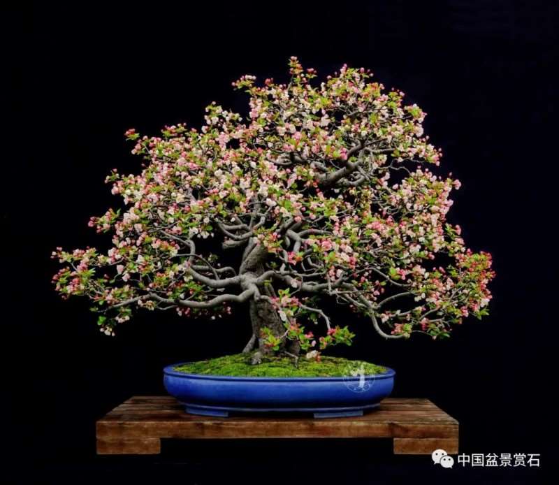 为什么中国尚未得到盆景创始国应有的地位