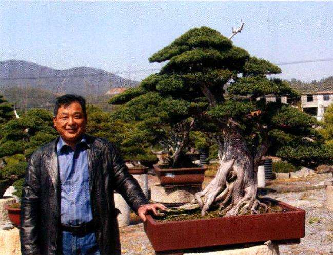 图解 我是如何制作松柏盆景的10个步骤